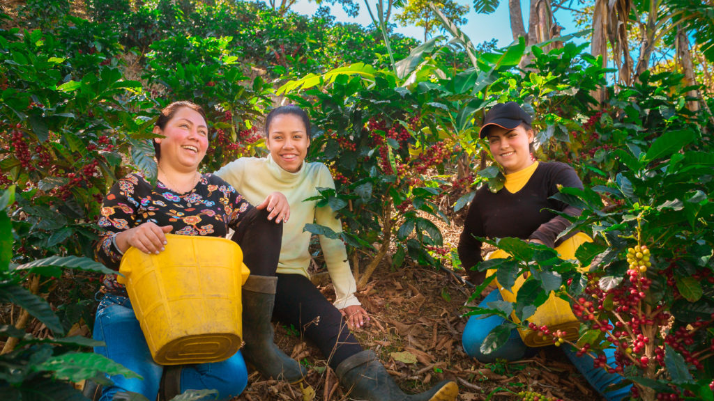 Mujeres en plantación de café